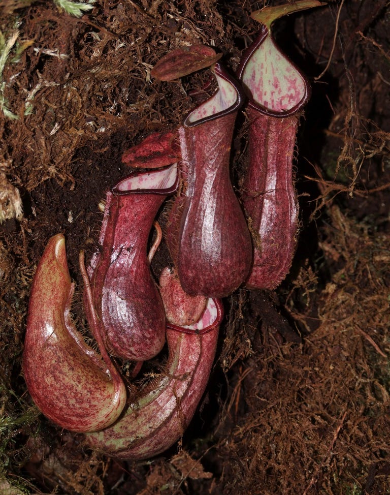 A clutch of maroon pitchers cluster together in an underground cavity.
