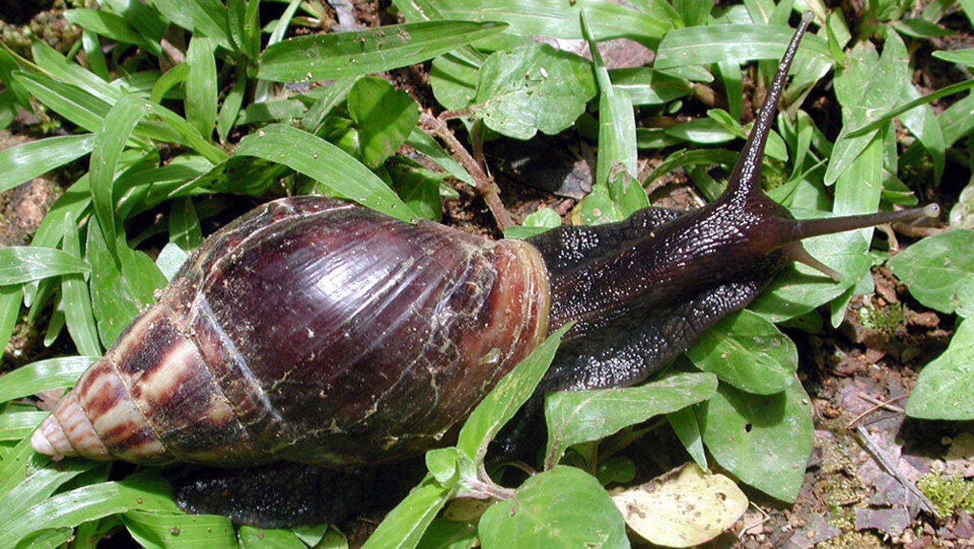 A large snail on a plant.
