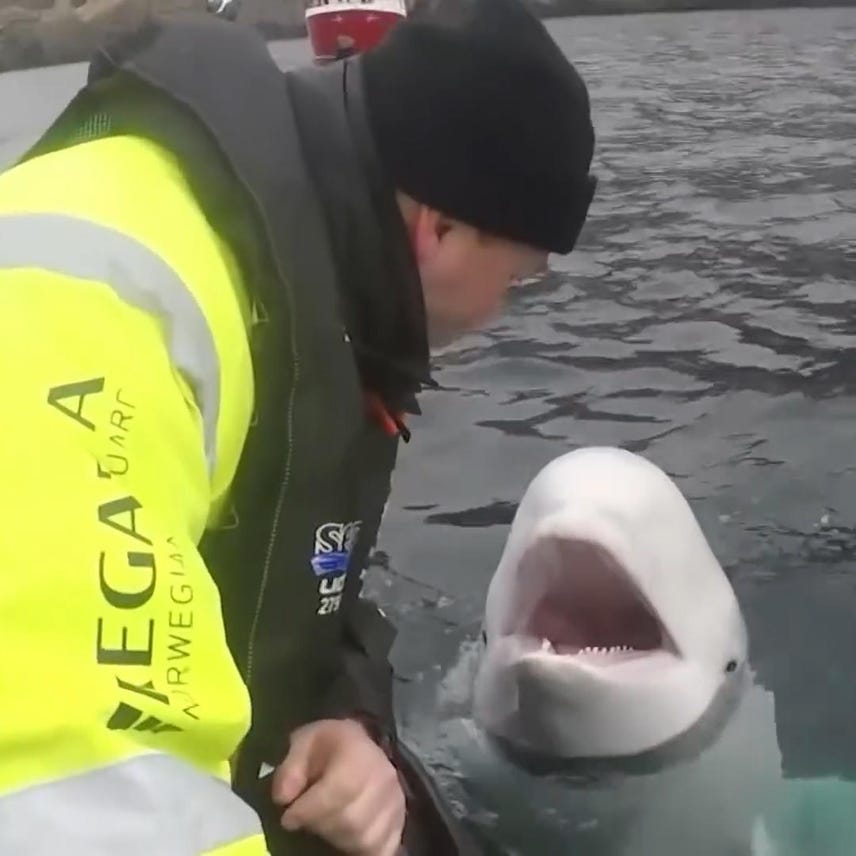 This beluga whale might be a Russian spy