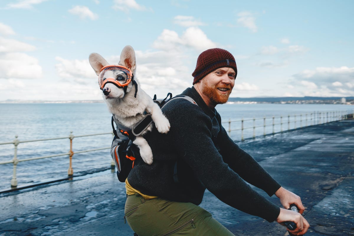 A photo of a dog wearing goggles riding a human riding a bike