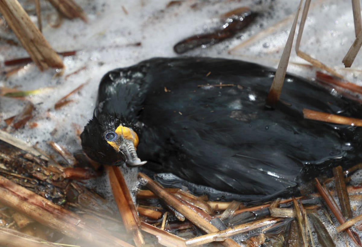 Visibly dying double-crested cormorant in Illinois
