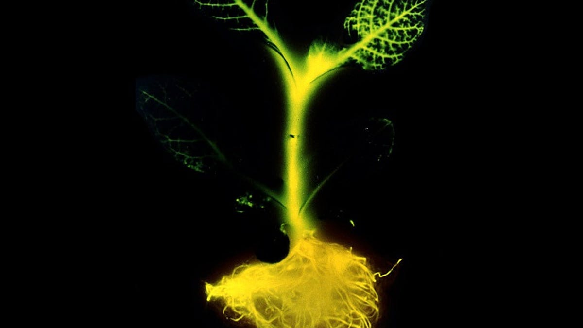 Glowing plant image