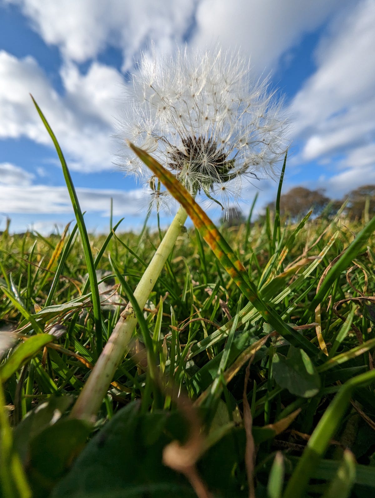 A close up image of a dandelion in grass with a cloudy blue sky behind.