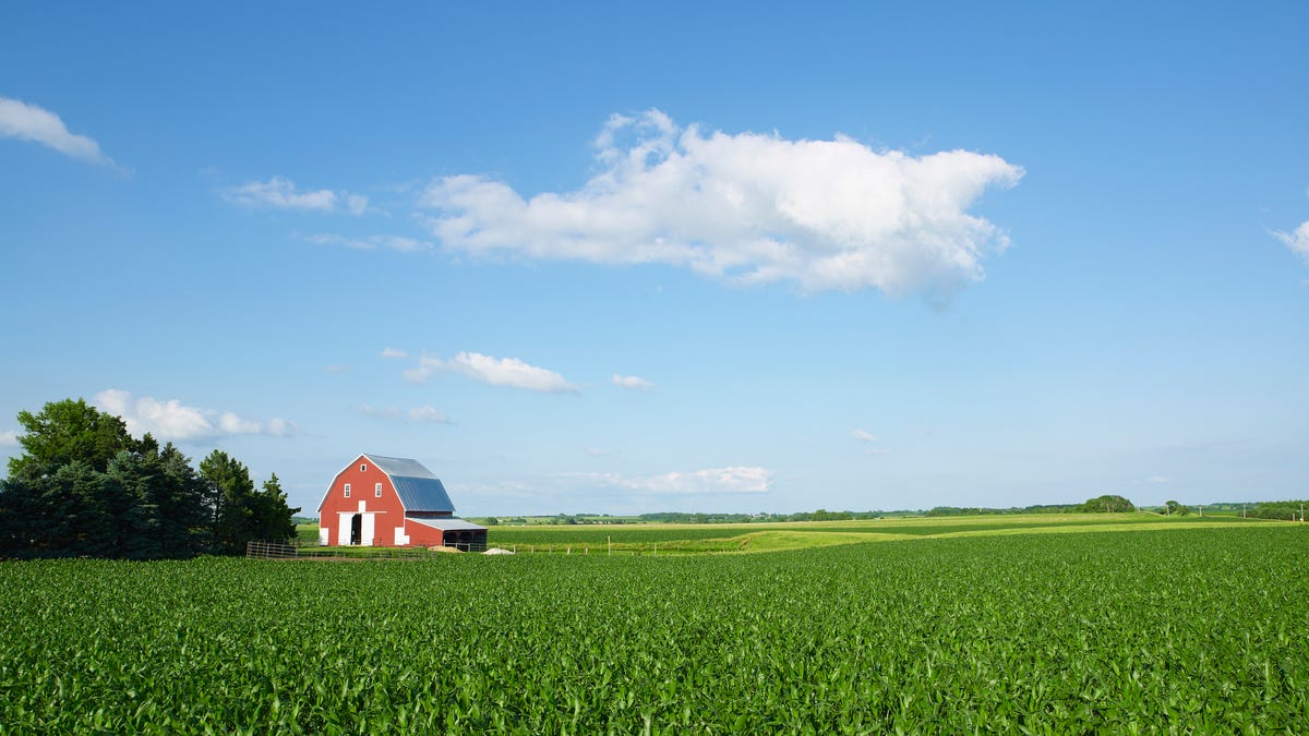 A field of corn with a barn in the background underneath a blue sky.