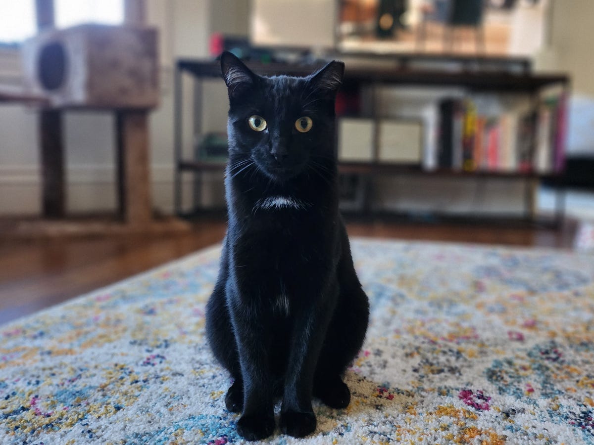 A black cat staring at the camera