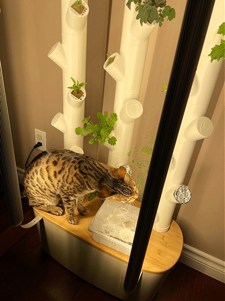 cat eating hydroponic crop