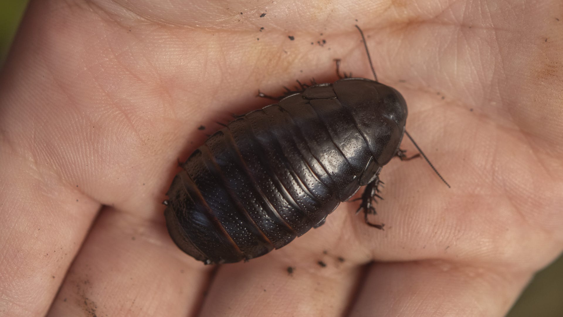 A dark, compact cockroach sits on a human palm.