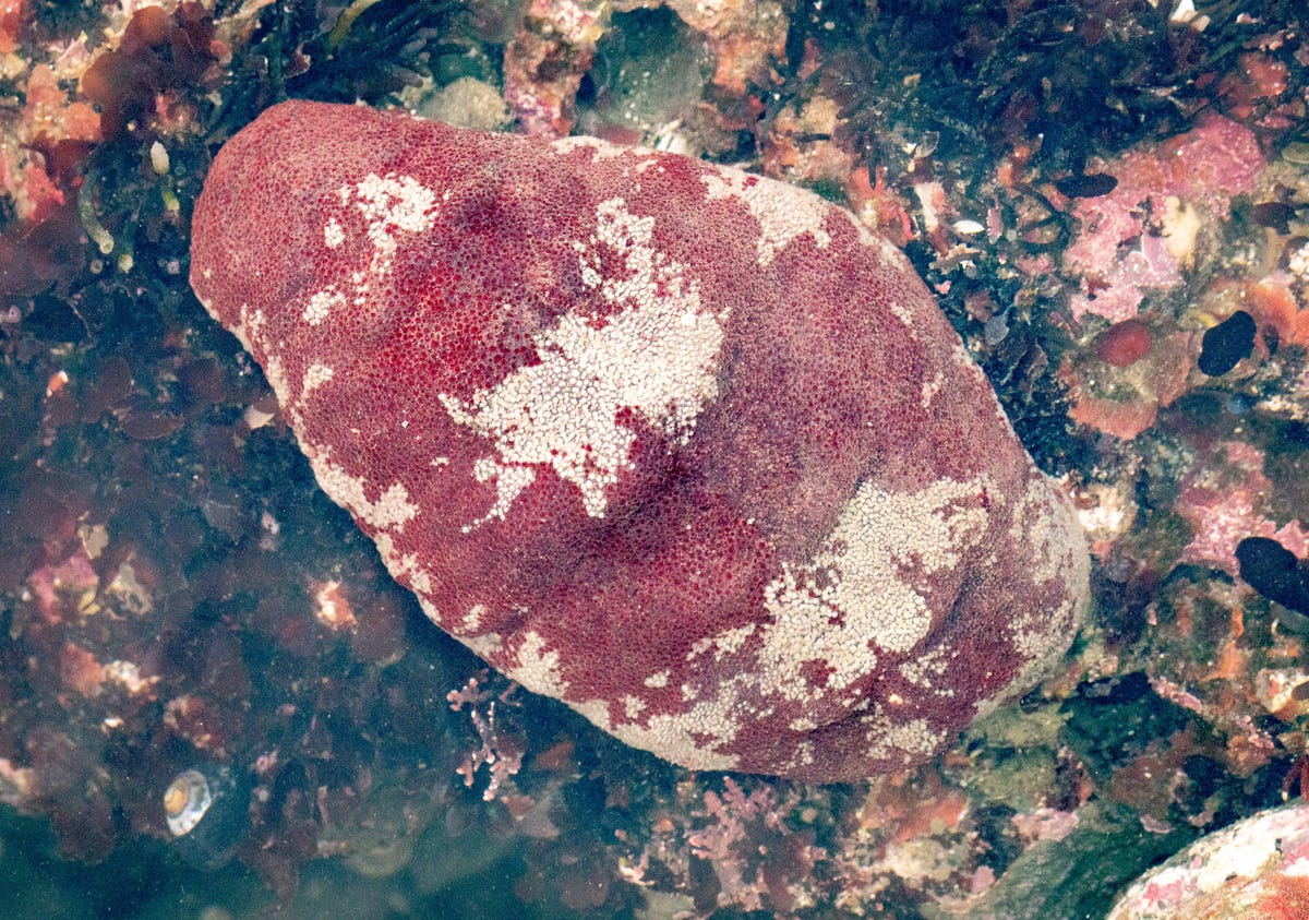 Gumboot chiton, aka wandering meatloaf