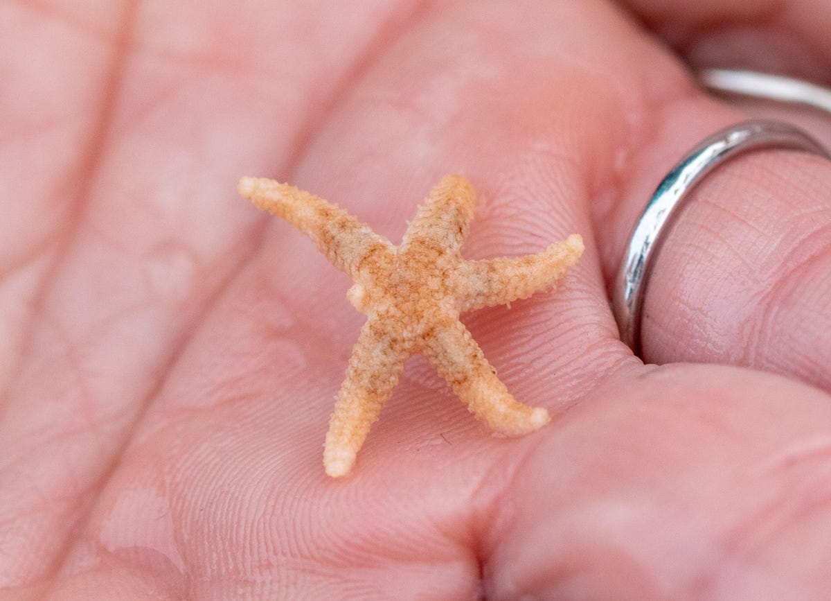 This seemingly feisty six-rayed star, a member of the Leptasterias family, lost one of its arms, now just a small nubbin.