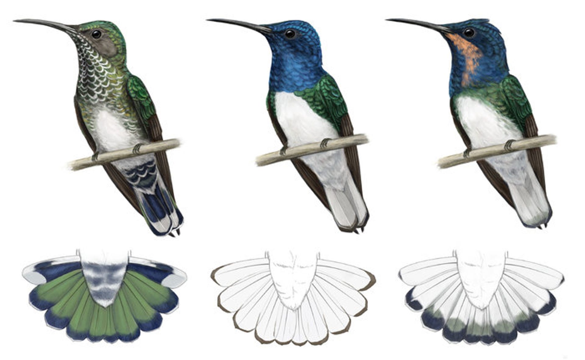 plumage-jillian-ditner-cornell-lab-of-ornithology