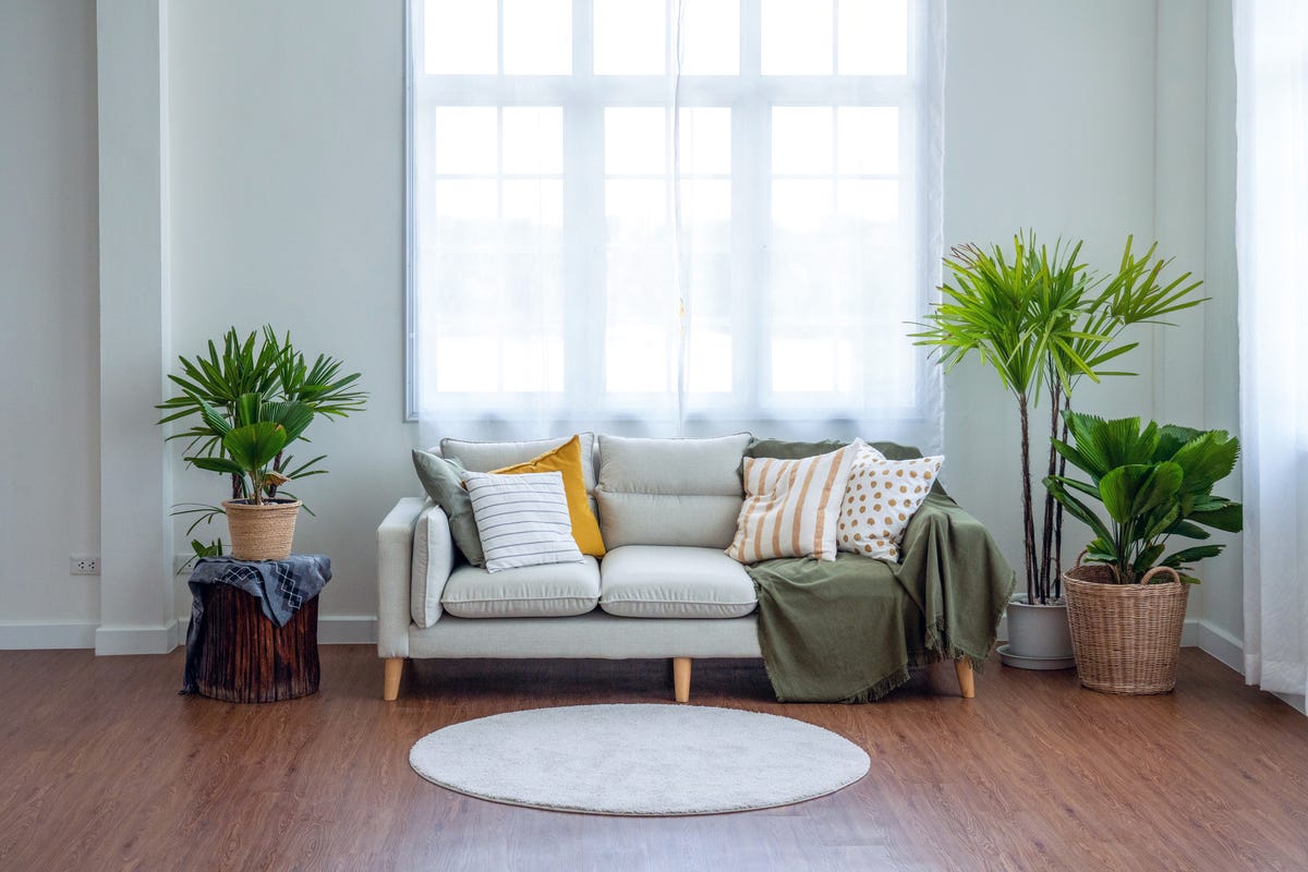 Living room with sofa, rug and plants