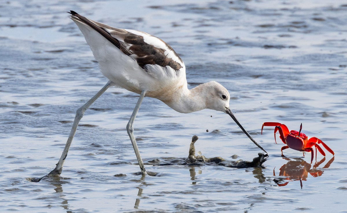 An AI-generated image of a red crab lifting some of its legs as a bird's bill comes near