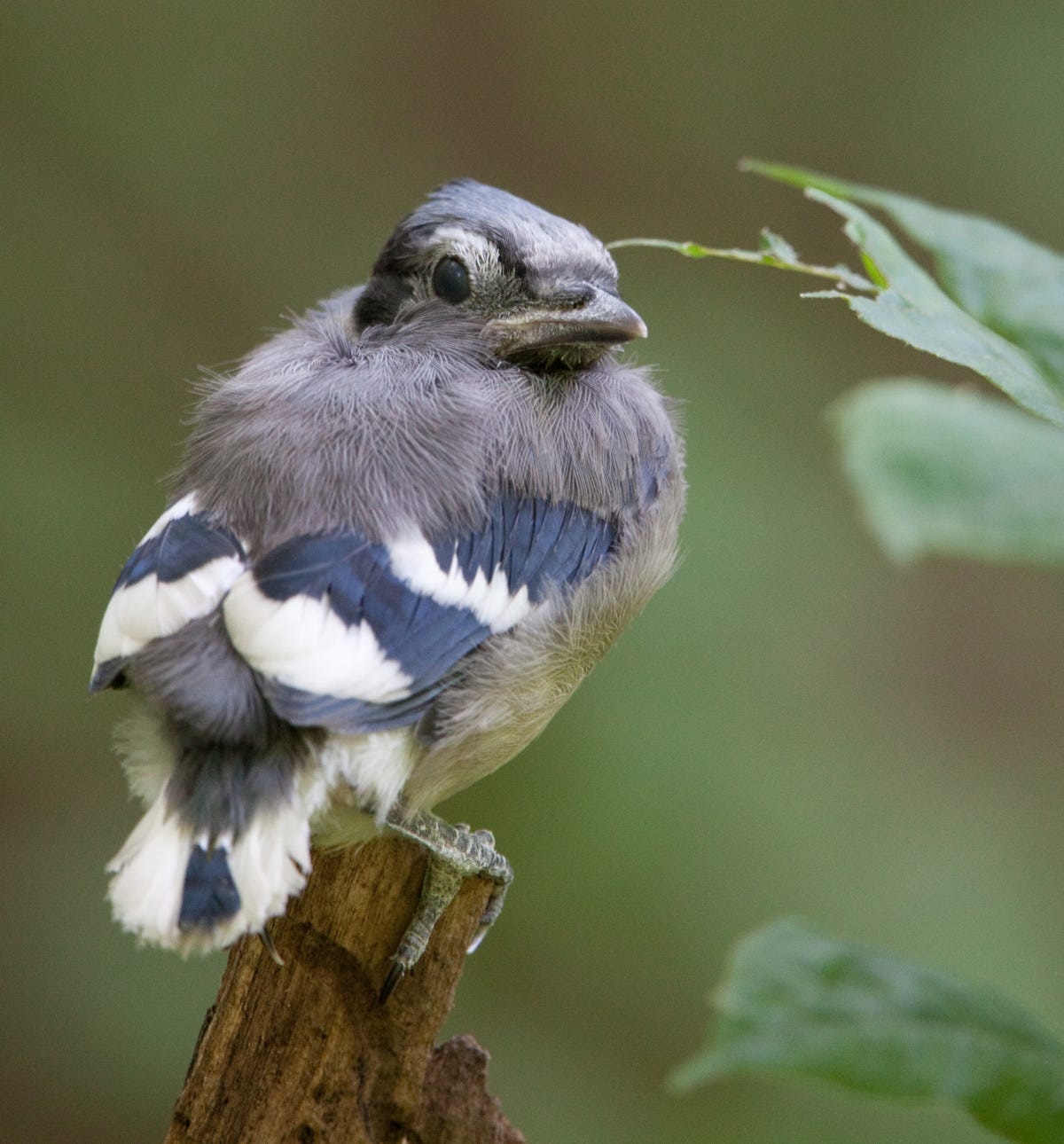 bird-bluejay-juvenile-harfmann