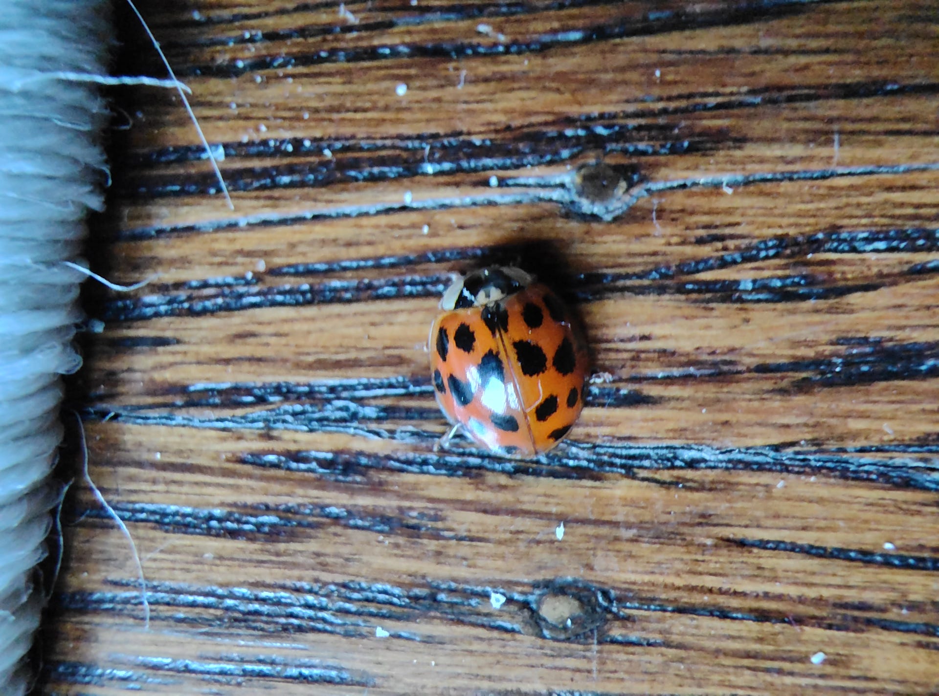 Photo of a ladybug on a wooden background