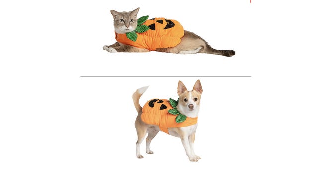 dog and cat in pumpkin costume