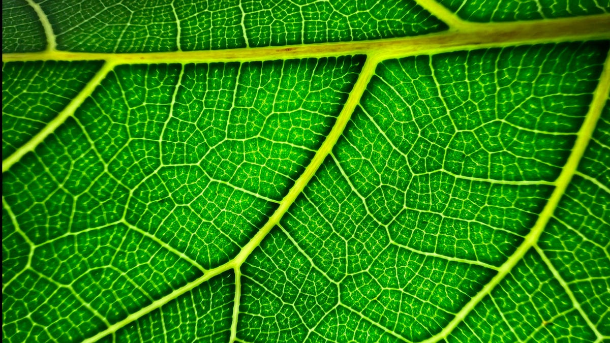 iPhone 13 Pro macro photo of a leaf
