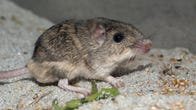 Adorable small mouse with mottled brown and beige fur, black orb eye and pink nose named Patrick Stewart.
