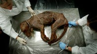A preserved thylacine body lies curled up on a metal table. Two scientists in white lab coats handle the body.