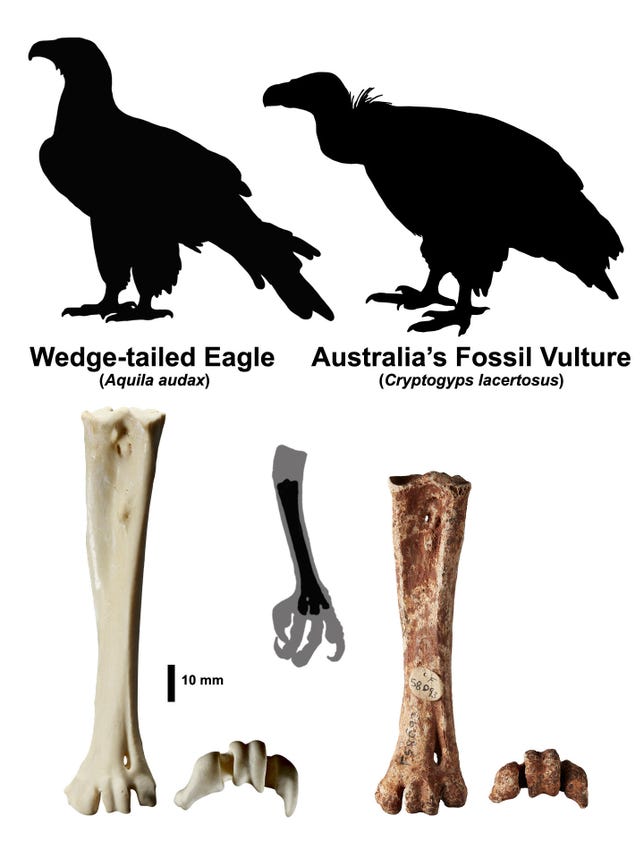 Comparison of an eagle and the extinct vulture in silhouette and with images of their leg bones.