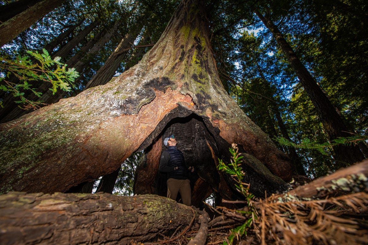 harold-richardson-redwoods-reserve1100