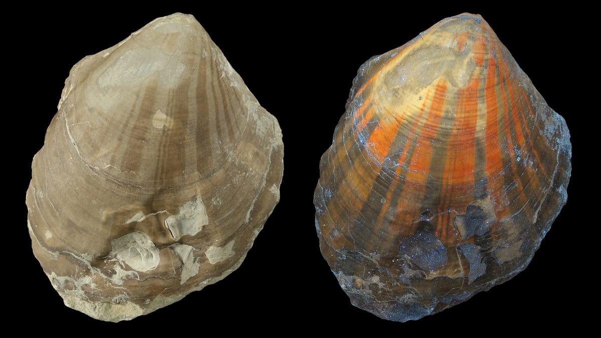 Two images of the same shell fossil show it beige in natural light on the left and glowing with orange stripes under UV on the right.