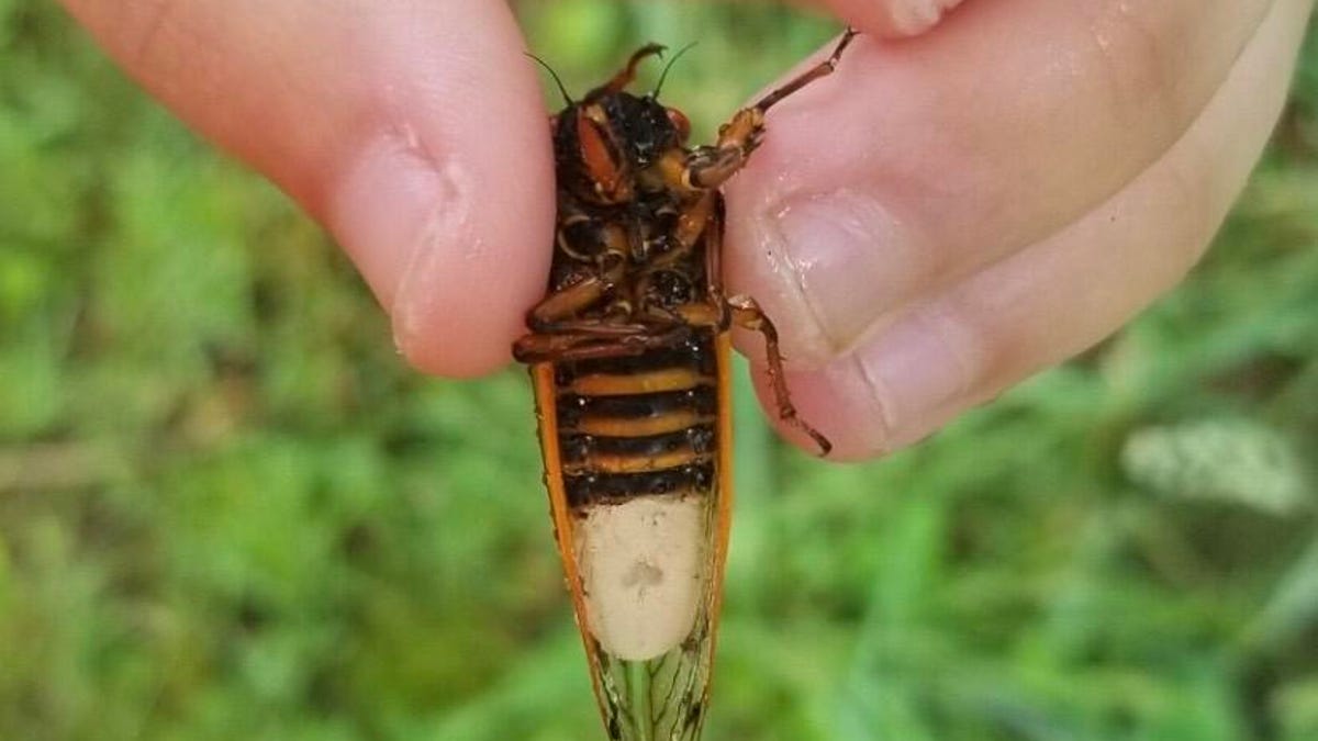 Cicadas face bizarre 'death-zombie fungus' that eats away at their butts -  CNET