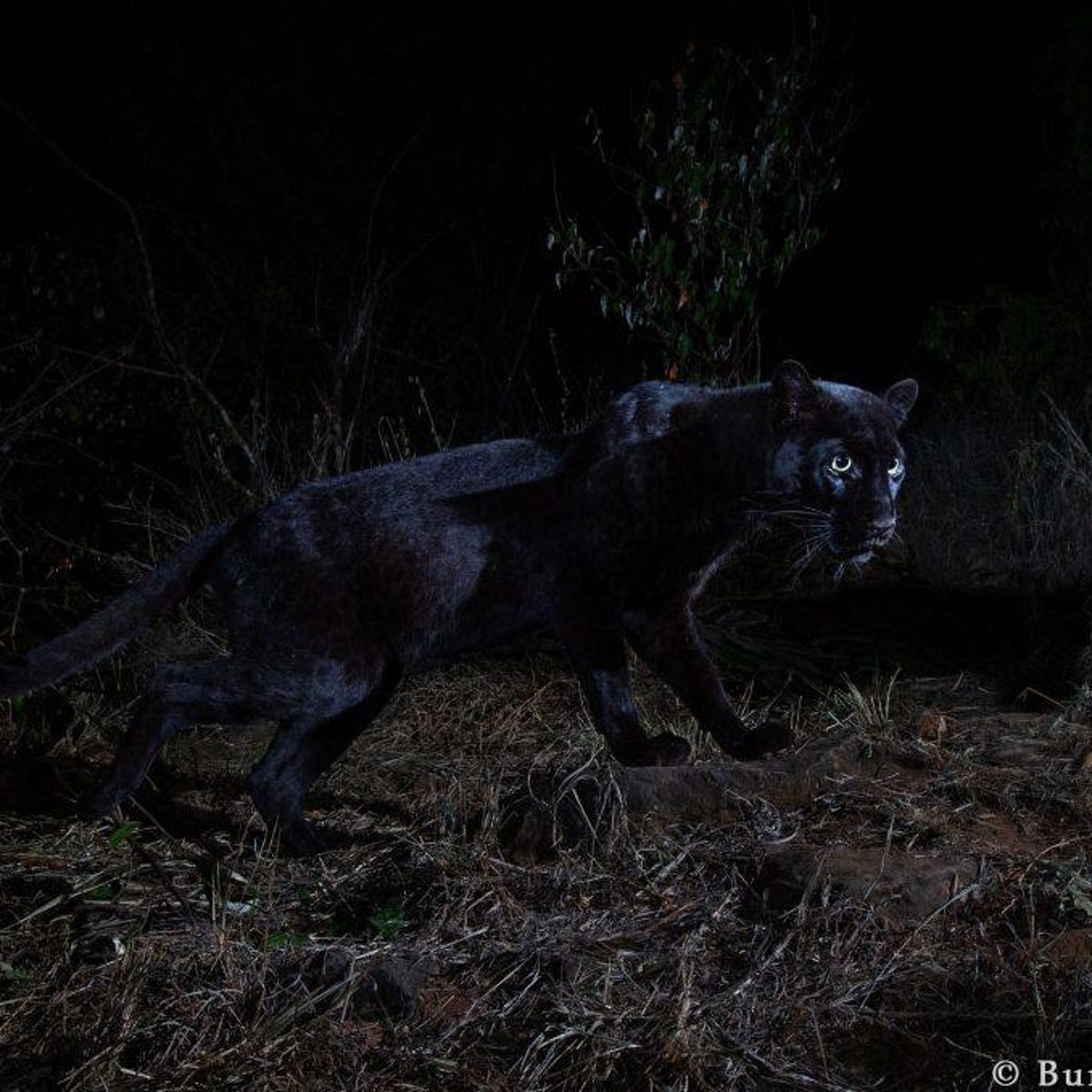 Incredible real-life black panther images emerge from Kenya - CNET