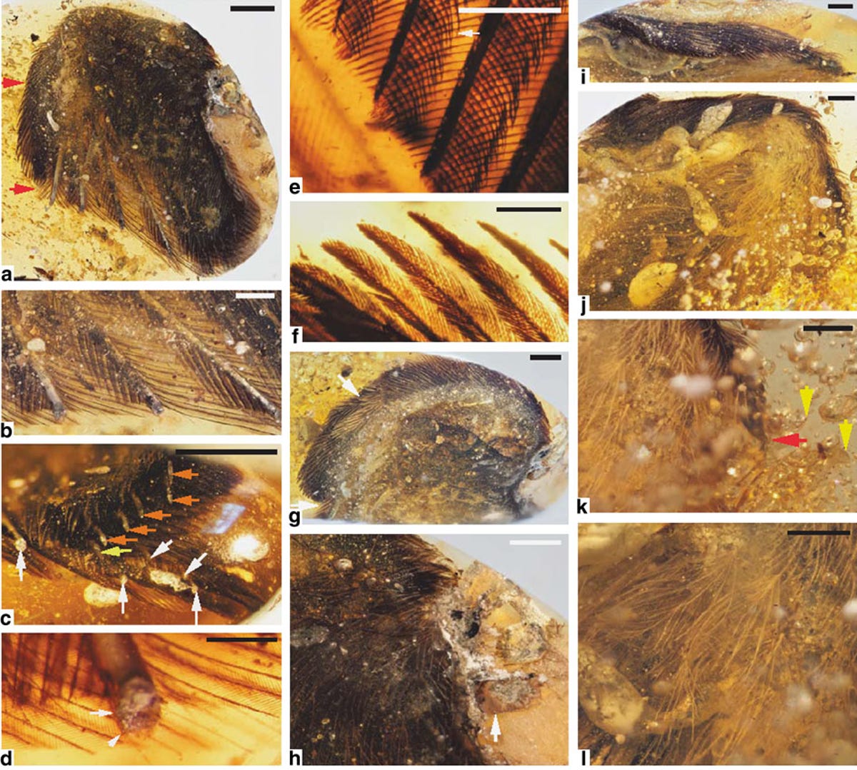 Various looks at amber fossilized wings that likely belonged to an avian dinosaur.