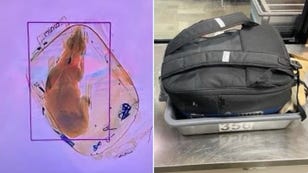 Dog Sent Through TSA X-Ray Machine at Wisconsin Airport