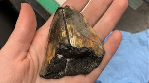 Giant Shark Tooth Found Deep in the Ocean May Be Millions of Years Old