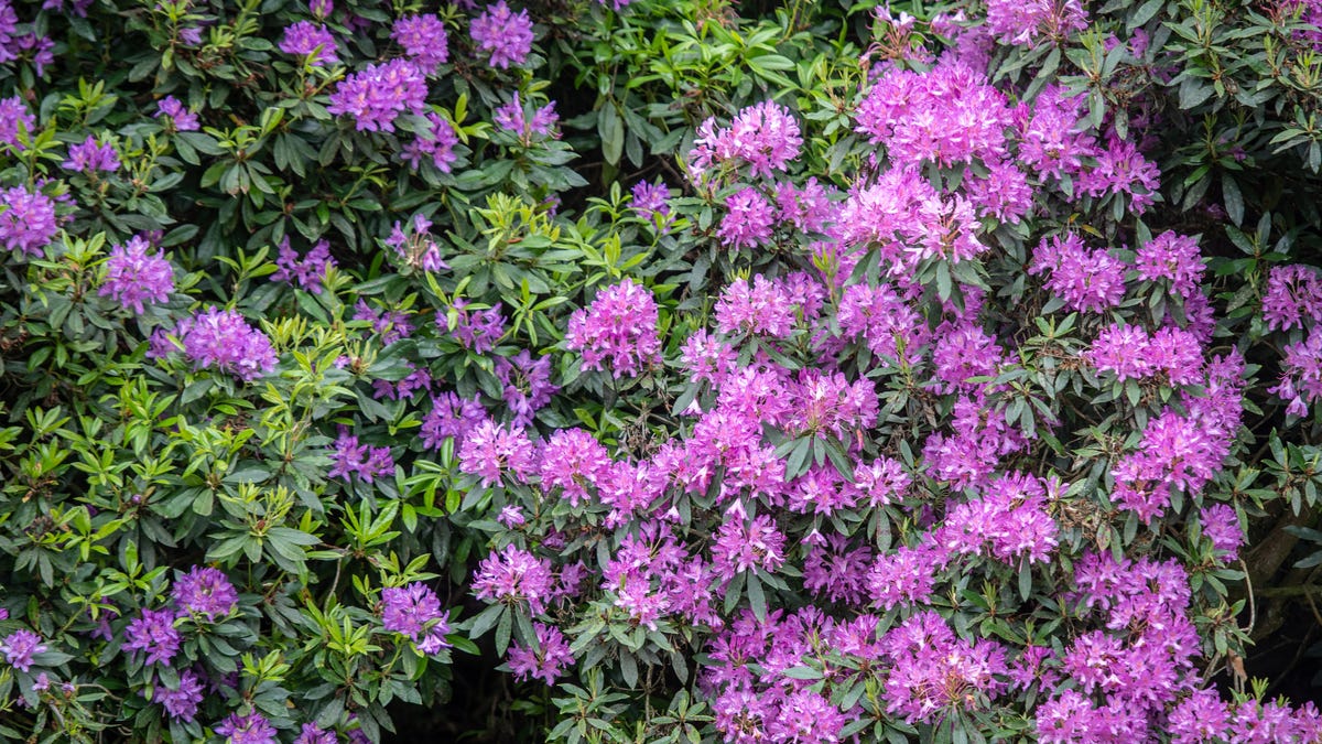 Rhododendron with light purple blooms.