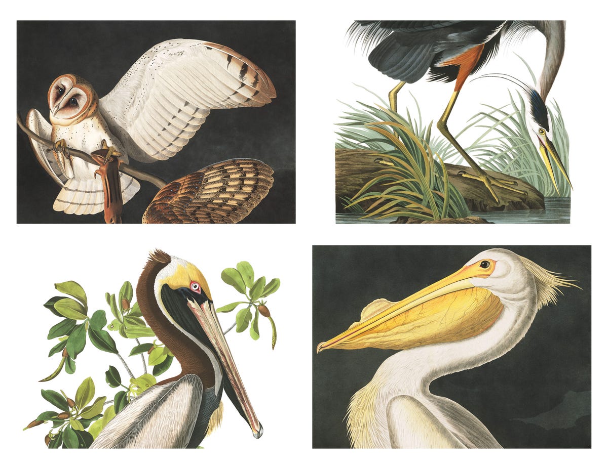 In the 1820s and 1830s, James Audubon traveled a young United States to paint hundreds of species of birds. Clockwise from upper left: Barn owl, great blue heron, brown pelican, American white pelican.