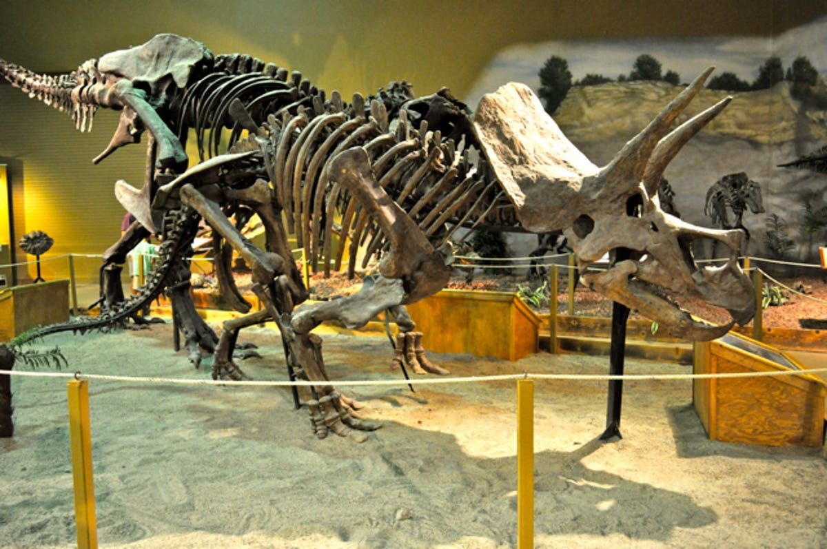 DinoTriceratops_1.jpg