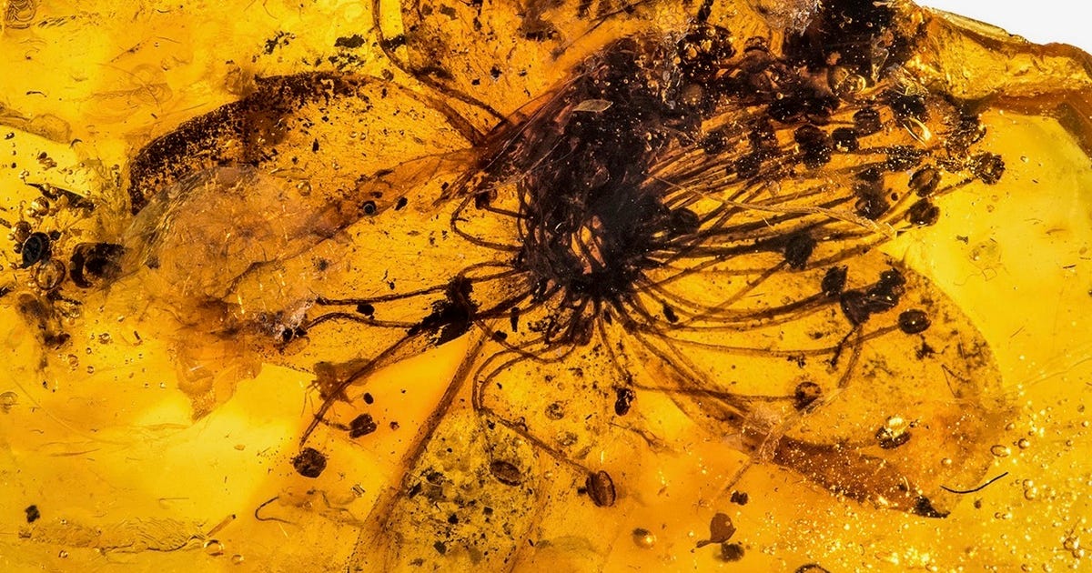 La plus grande fleur jamais trouvée conservée dans l’ambre a au moins 33 millions d’années
