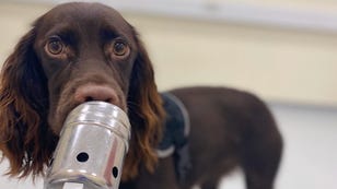 Dogs Can Smell the Stress on Us, Scientists Say