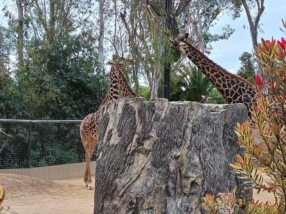 Giraffe at San Diego Zoo