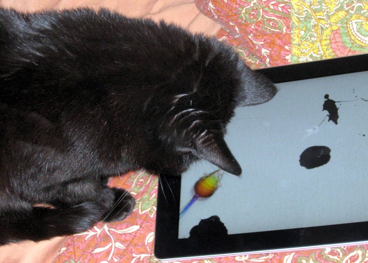 iPad cat painting in action