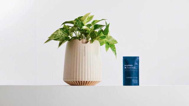 Image of article: This Special Houseplant U…