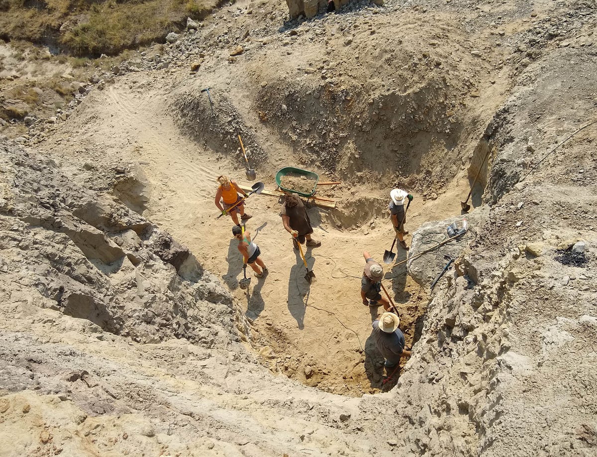 Five people are standing in a sandy ditch, digging for fossils.