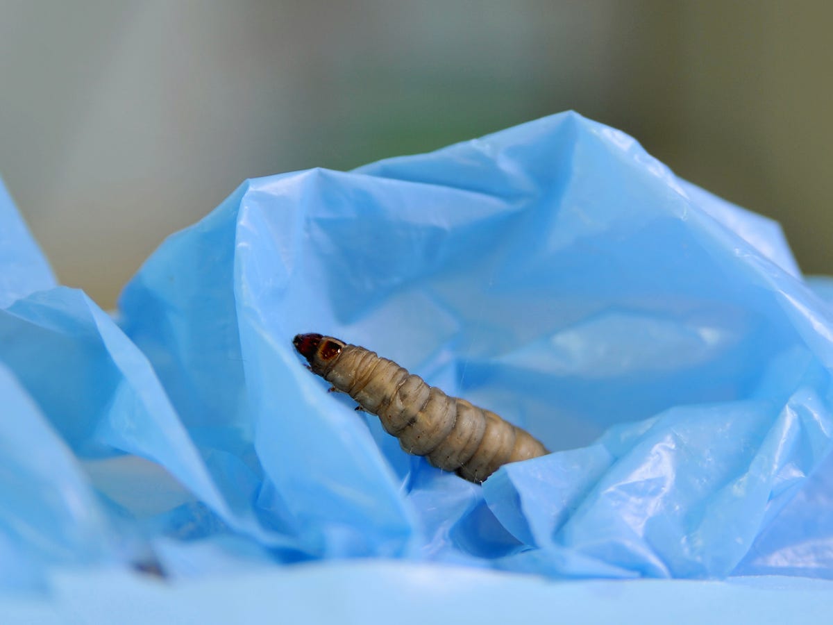Icky wax worms could help solve the plastic bag problem - CNET