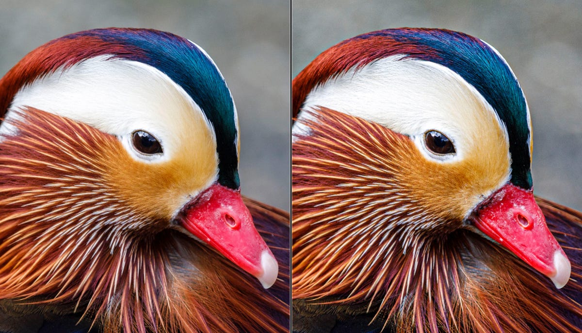 Lightroom texture tool and duck feathers
