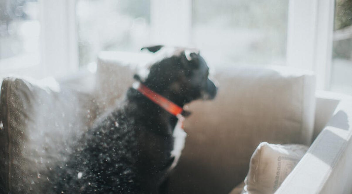 Blurred image of a black and white dog with droplets and dander flying off.