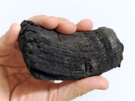 <p>This is the thickest ichthyosaur tooth ever found.</p>