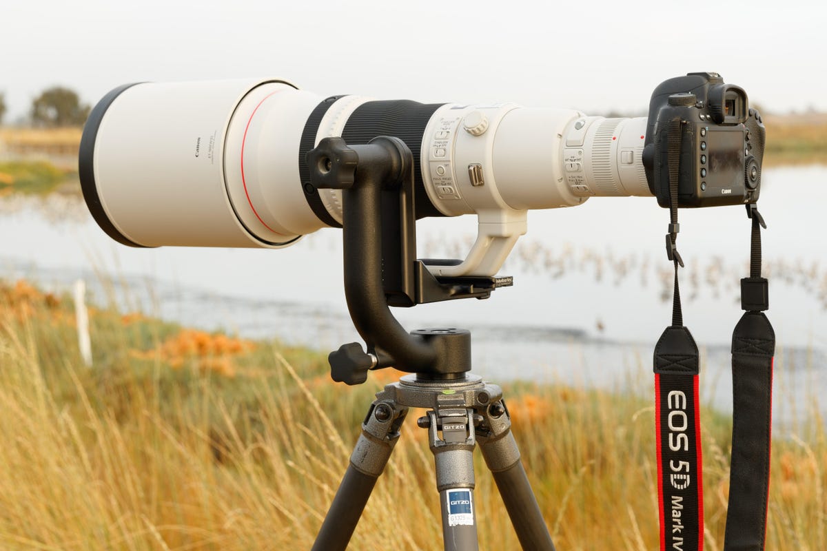 My birding gear: a Canon 5D Mark IV SLR, 600mm supertelephoto lens, 1.4x teleconverter, Wimberley tripod head and Gitzo carbon-fiber tripod.