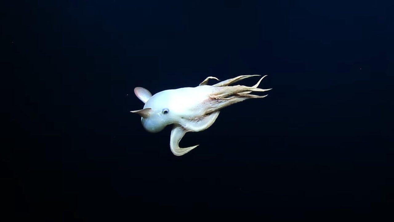 A ghostly whitish octopus with arms extending out and flappy ears swims in darkness.