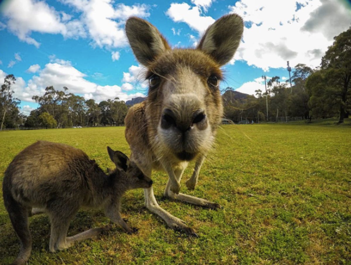 animal-kangaroo