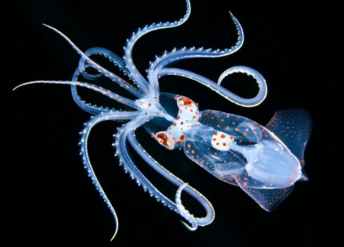 A sharp-eared enope squid in Hawaii.