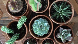 10 Best Places to Buy Plants Online for 2024 - CNET