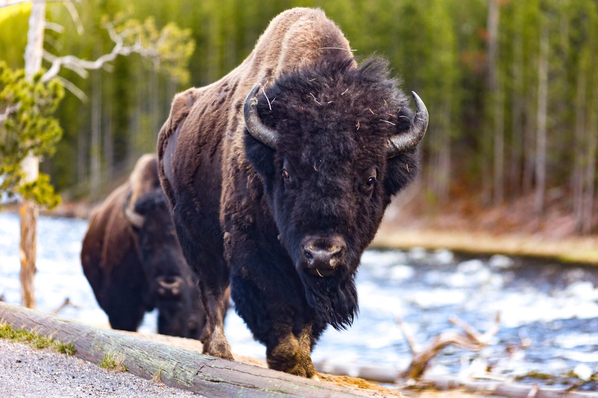 A massive bison approaches the camera.