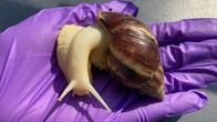 Large snail with a conical shell sits on a gloved hand.